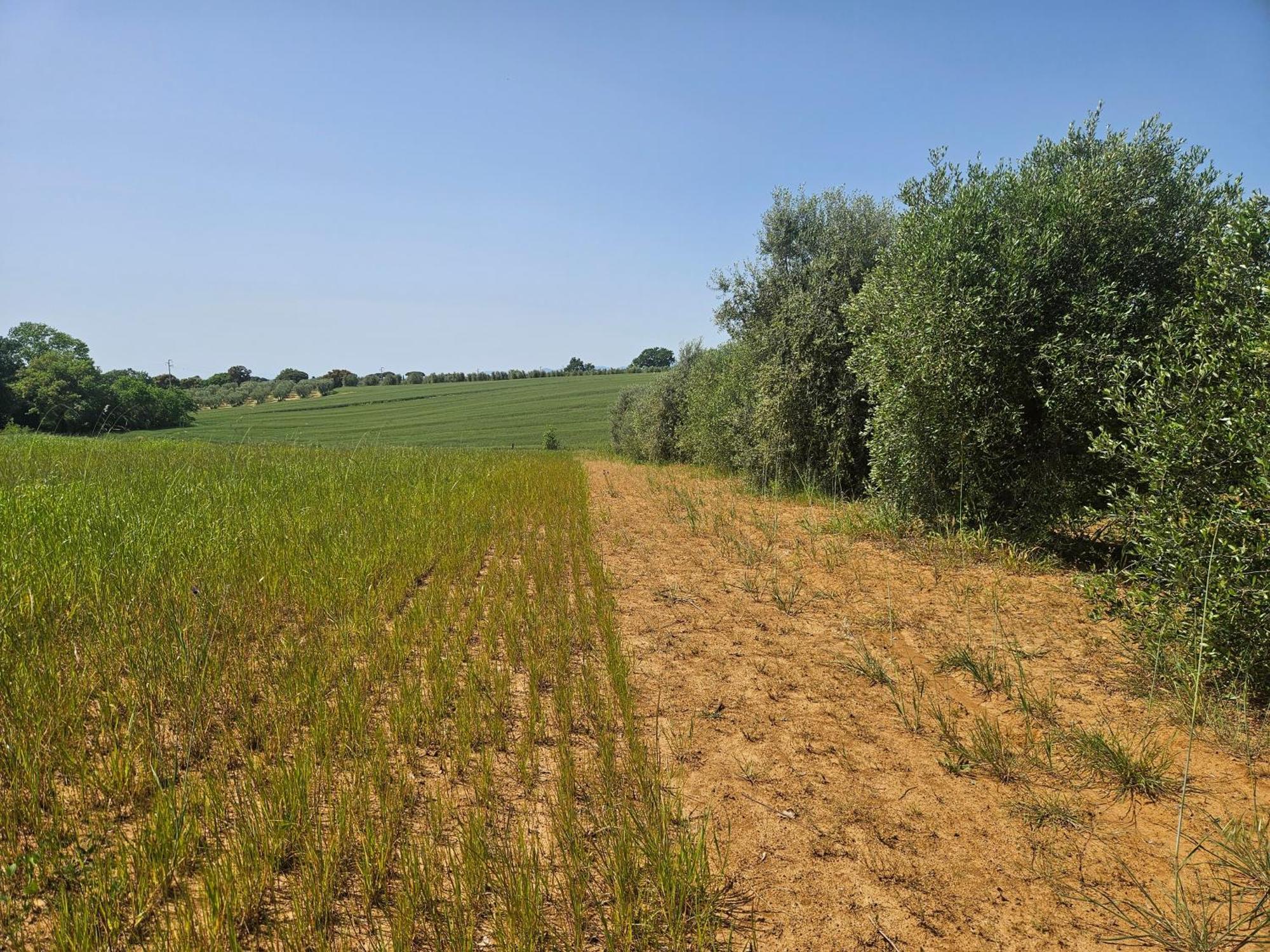 Agriturismo Il Migliarino Rispescia Zewnętrze zdjęcie